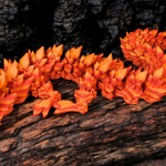 Crystal Flexy Dragon 'X-Large'